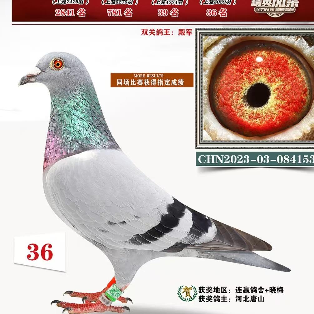 丹姐赛鸽