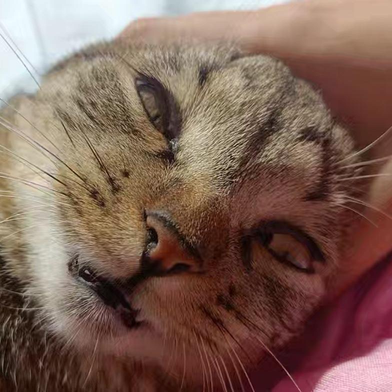 Awffdfy