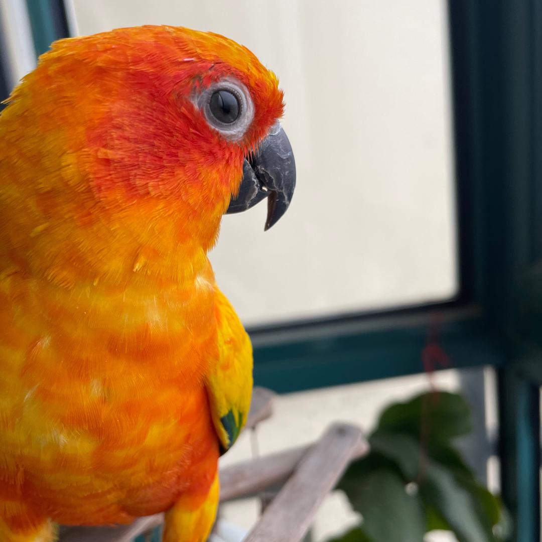 菜菜🦜