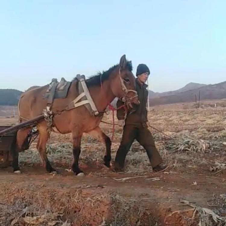 留守农村人@抖音