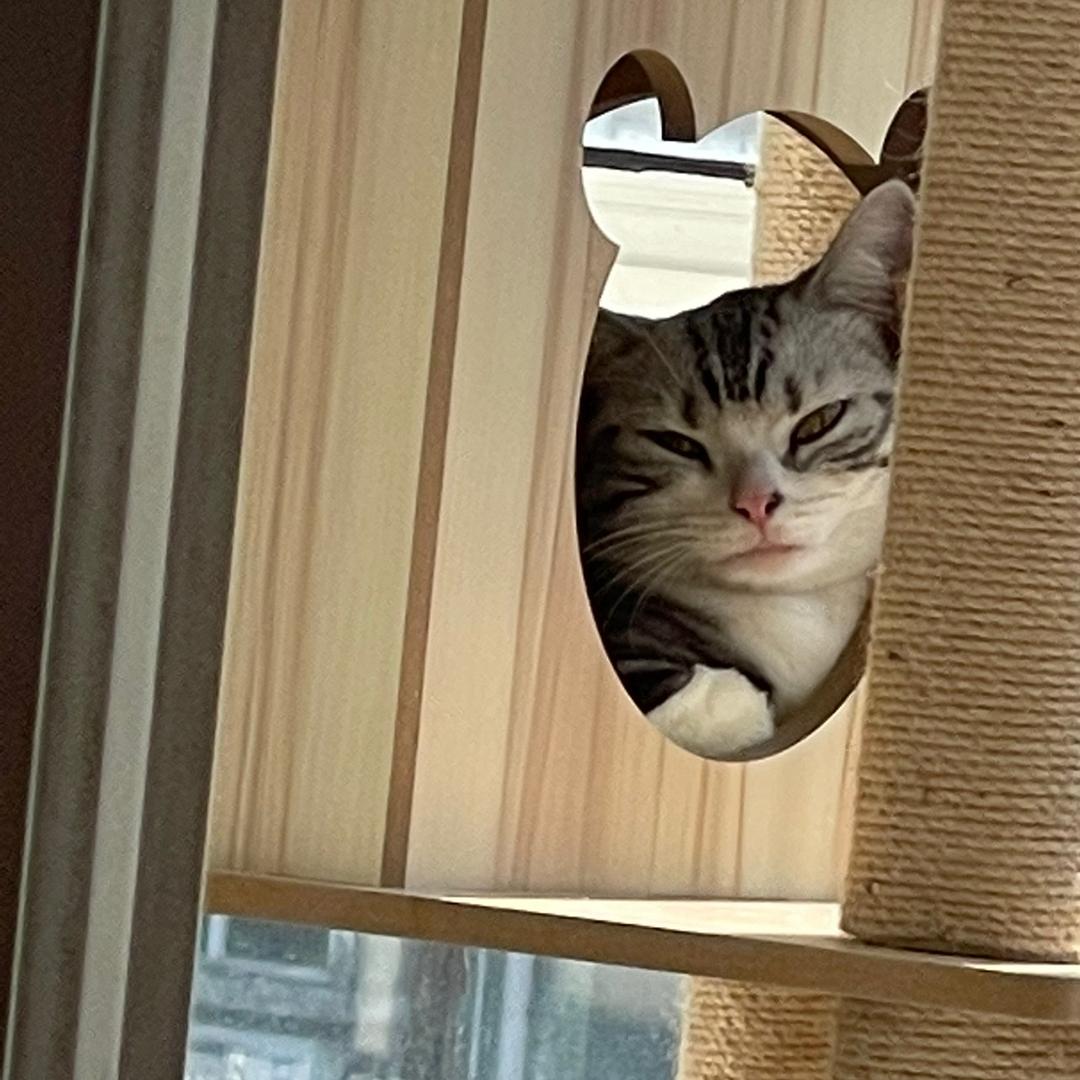 九饼🌞头像