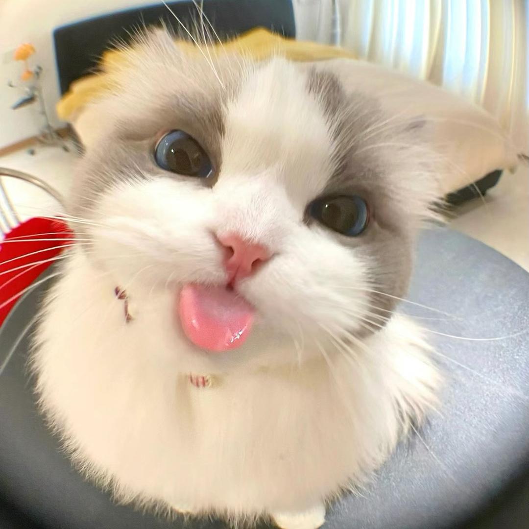 叶哈哈