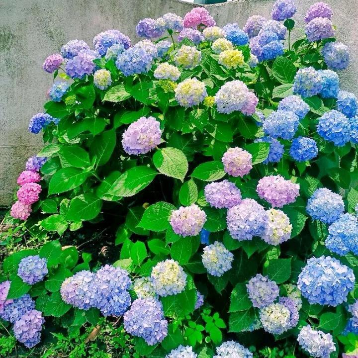 花匠坊