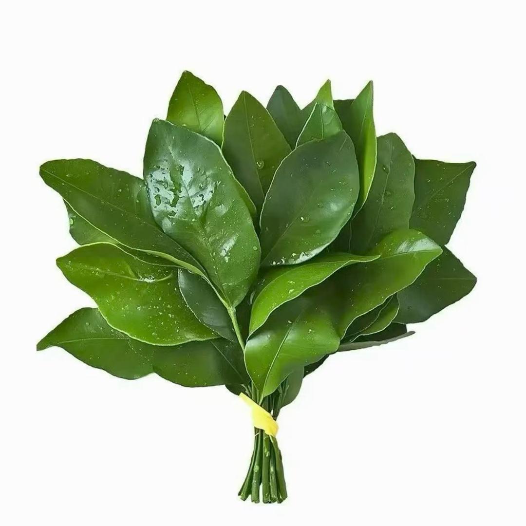 LEJIANEL（乐见尔）国际大牌