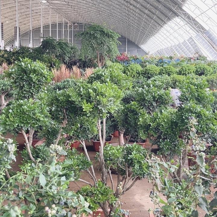 河北汇春绿植花卉园