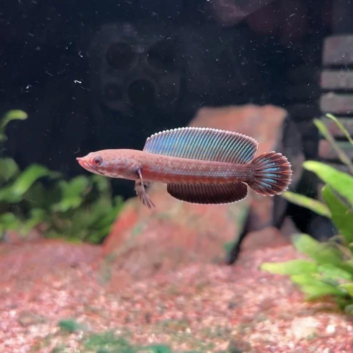 自鱼自乐进口观赏鱼