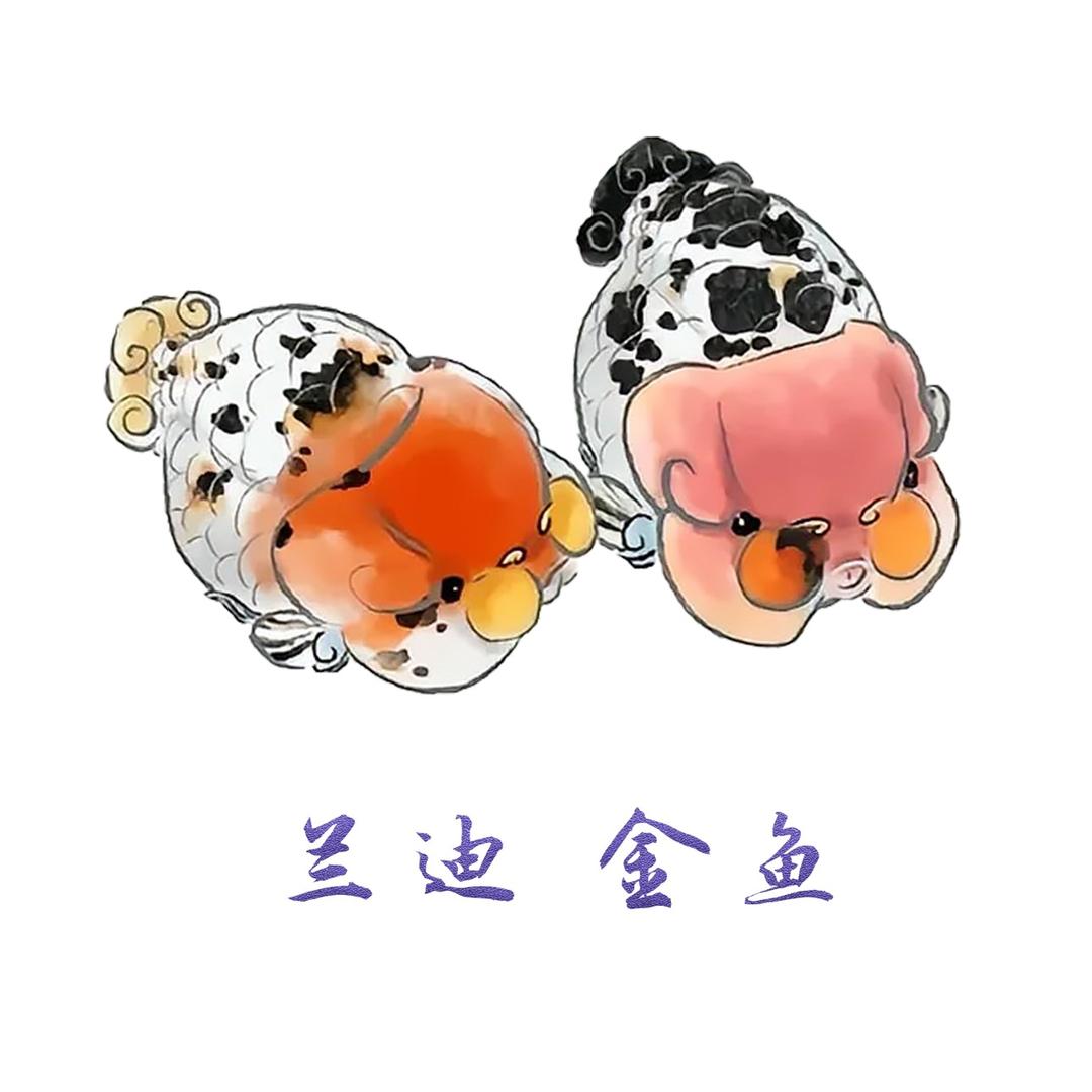 兰迪金鱼