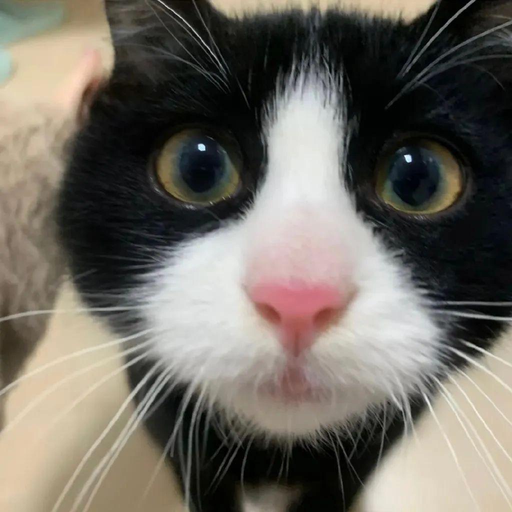 小圆ᐢ˶･֊･˶ᐢ