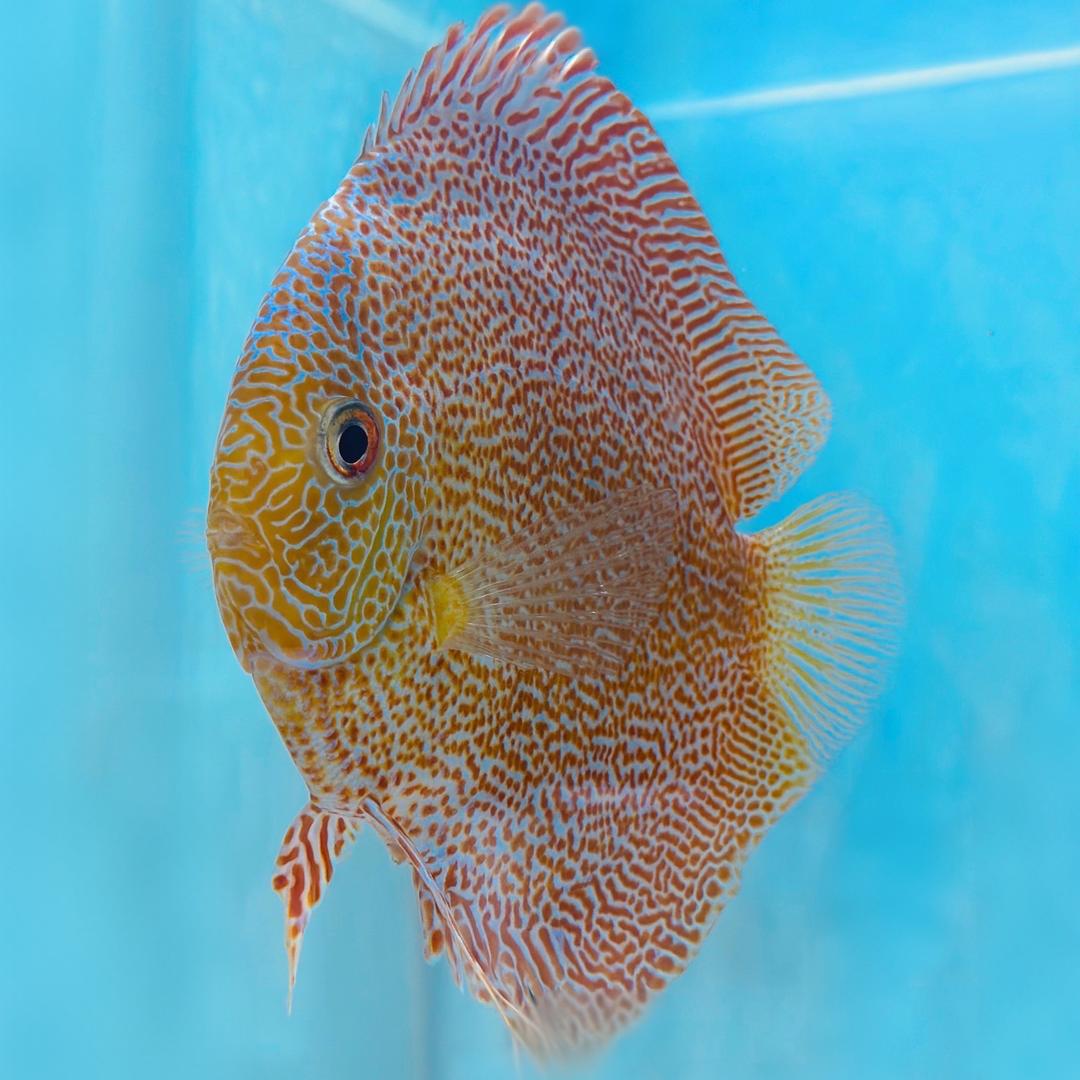 熊掌哥🐾与鱼🐡