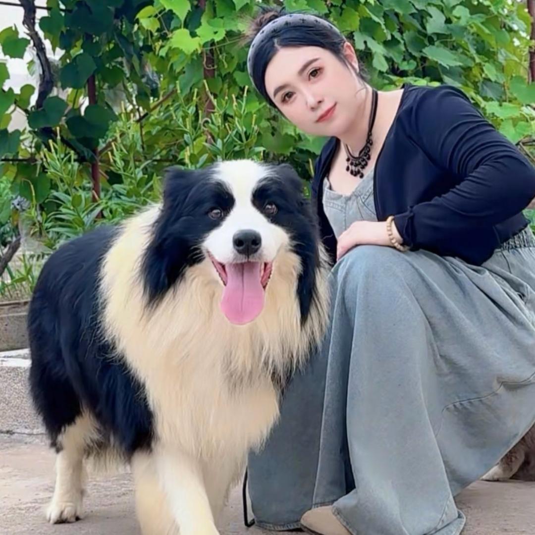 ✅莱喜家的小边牧（直播1号）