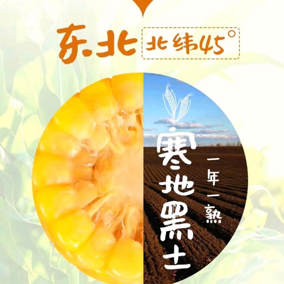 东北甜农