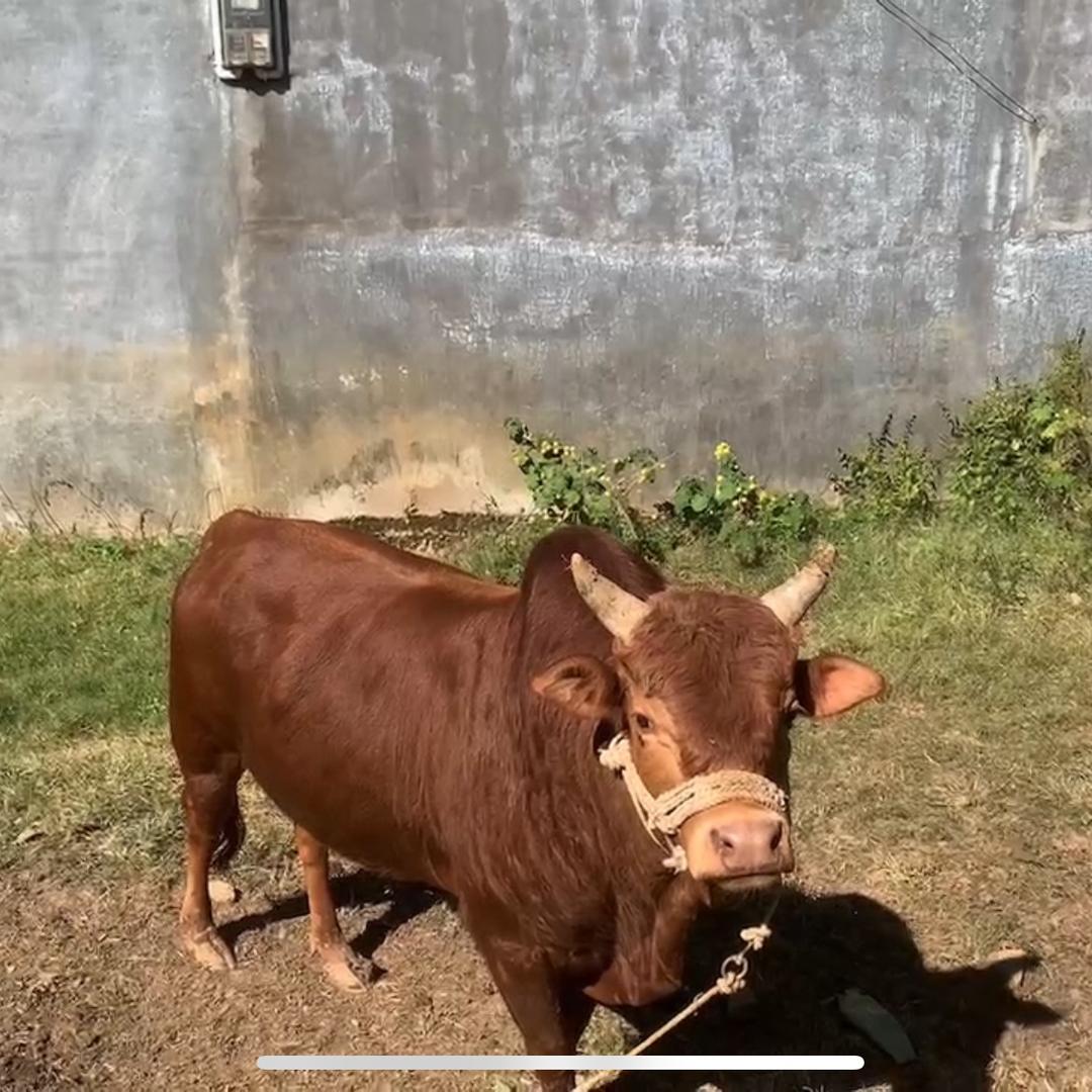 三界挣霸赛