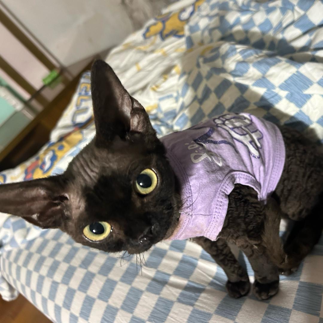 鑫鑫