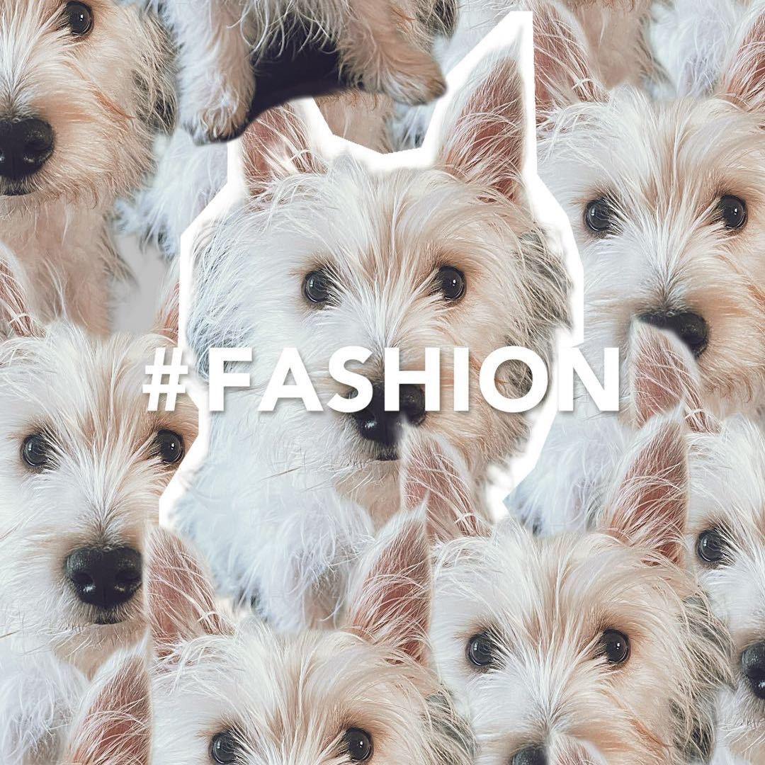 旺财是只西高地🐷