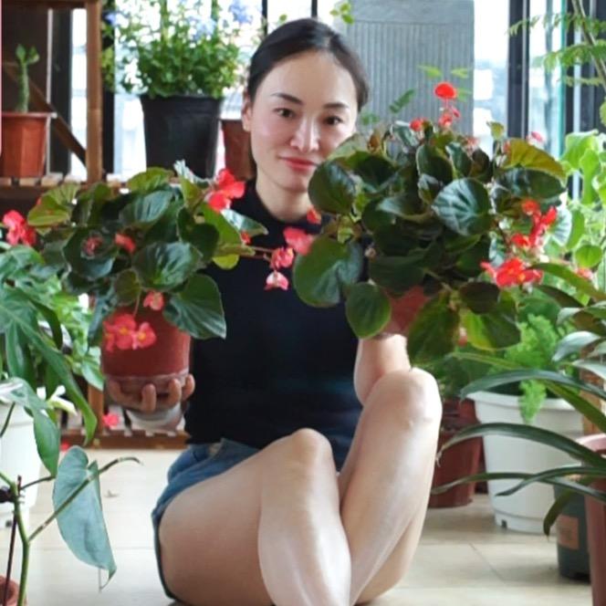 圆花花