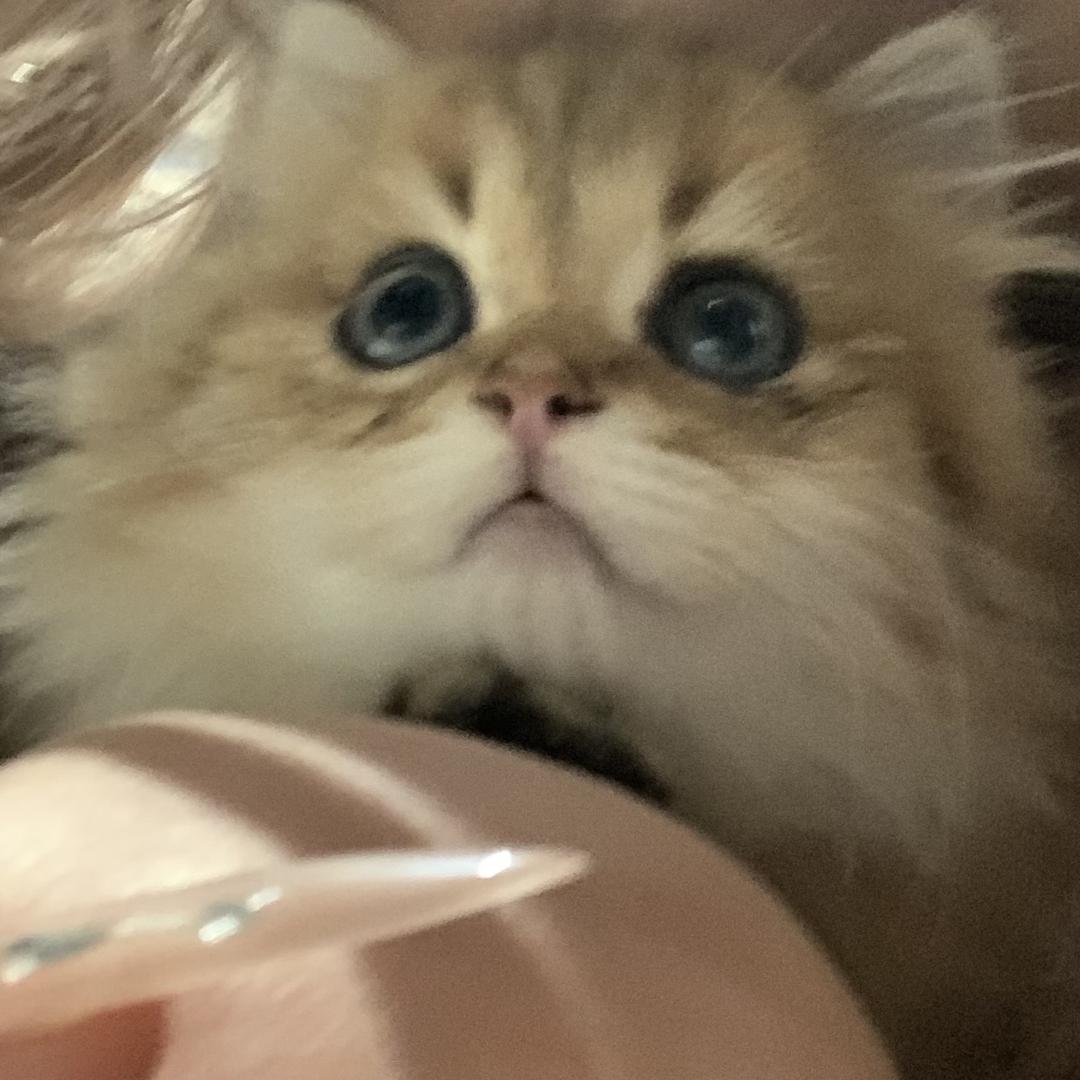 有料的喵