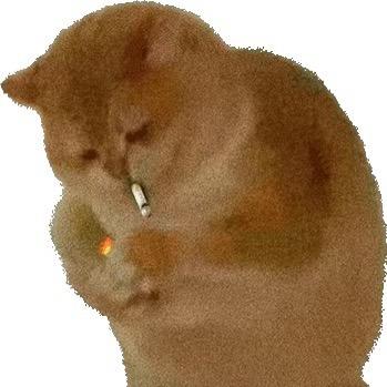 大猫210