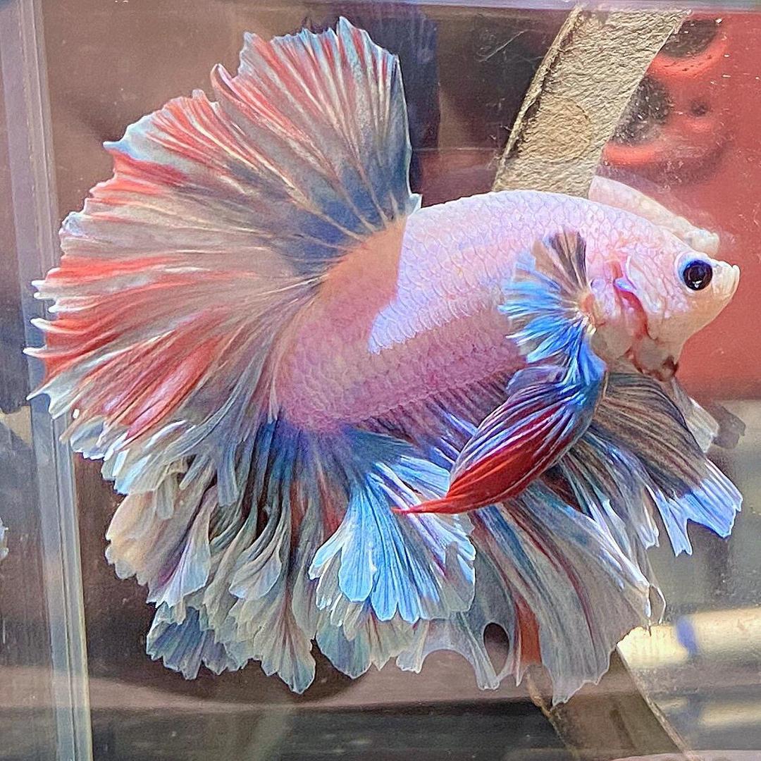 梵星泰斗水族