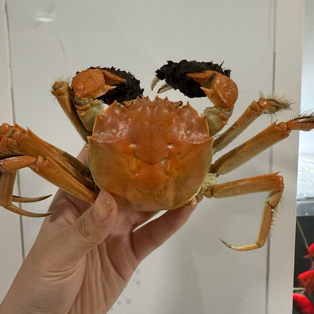 魏来的盘锦河蟹