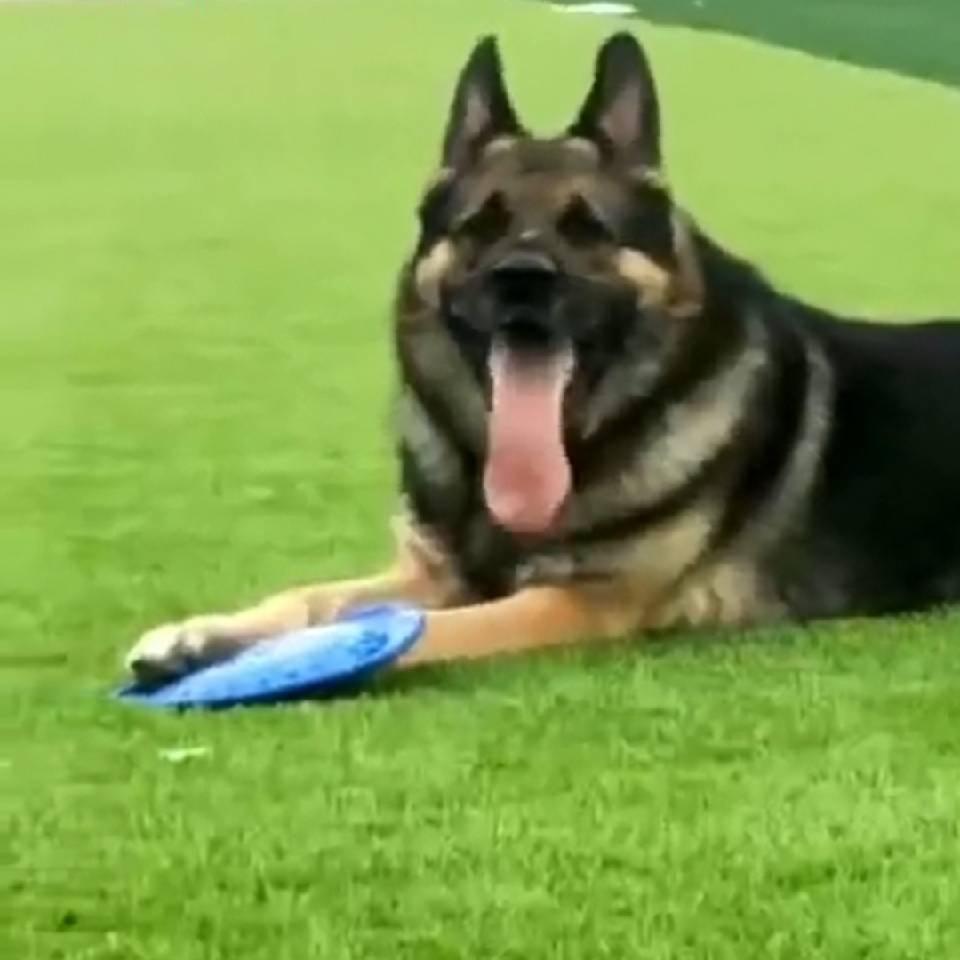 @豫西罗威纳犬舍