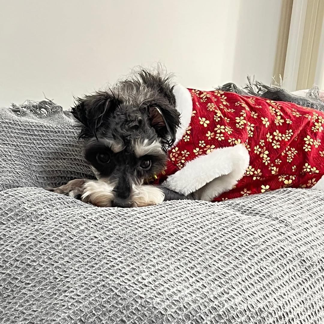 开心的小蛋糕🍰