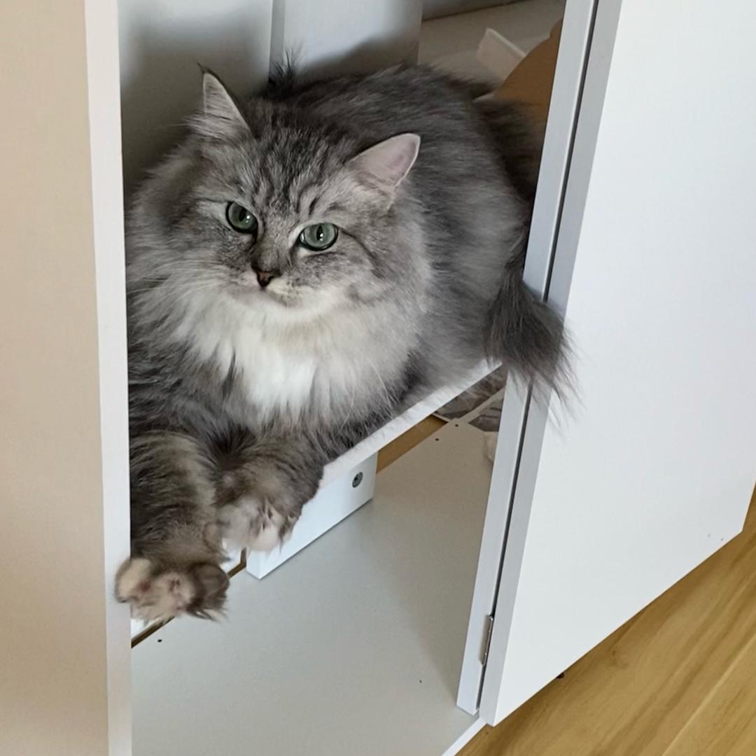 里里和团团的日记