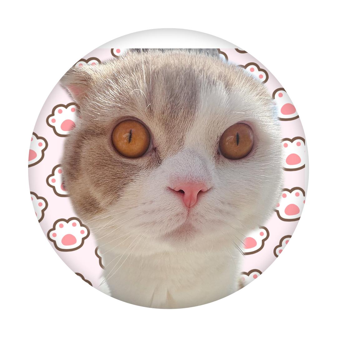 来福是只喵🐱