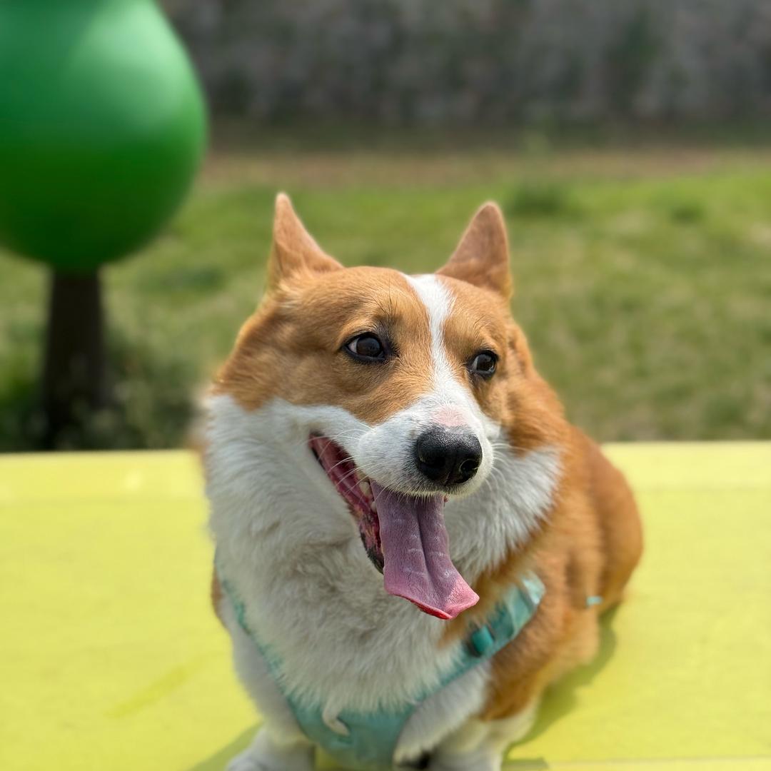 一辆柯基Gucci狗