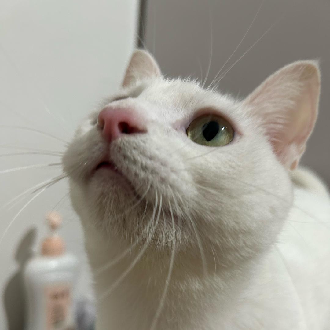 猫姐