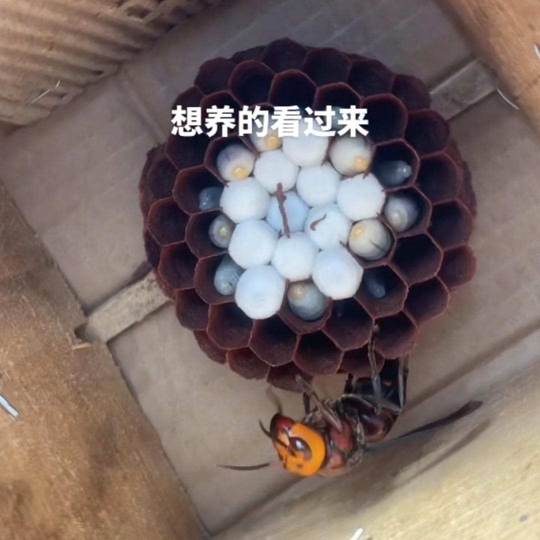 黄小黄