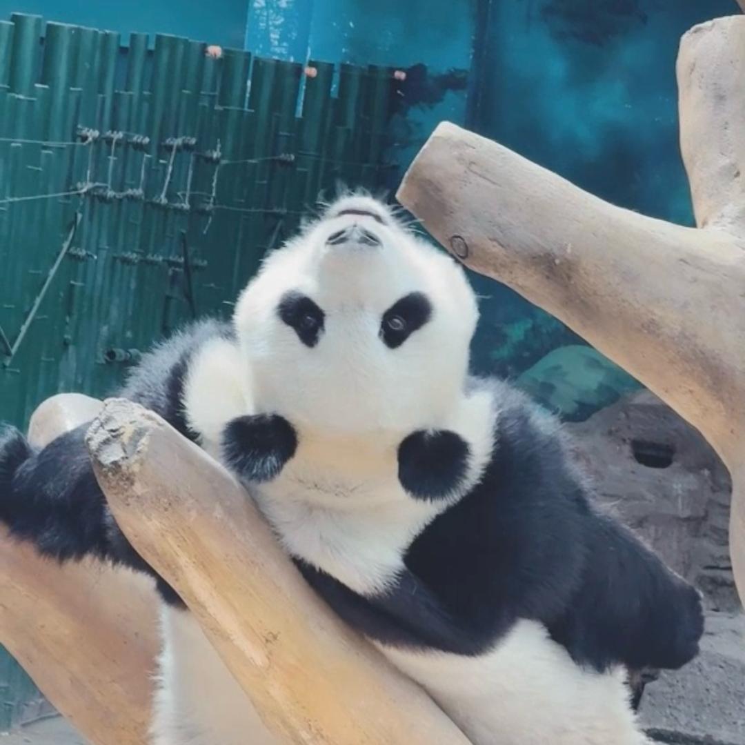 沈阳四宝