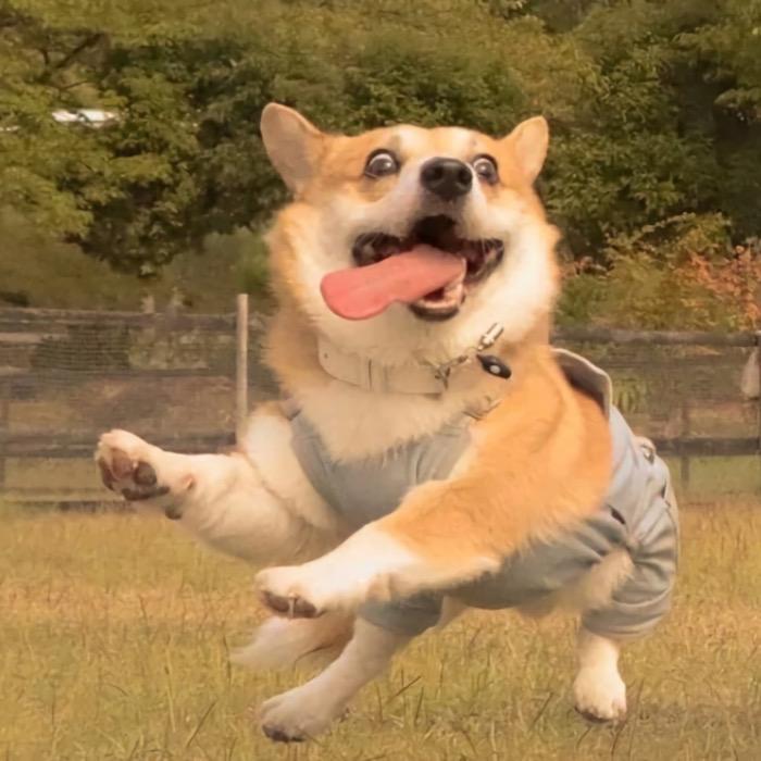 苦瓜大叔