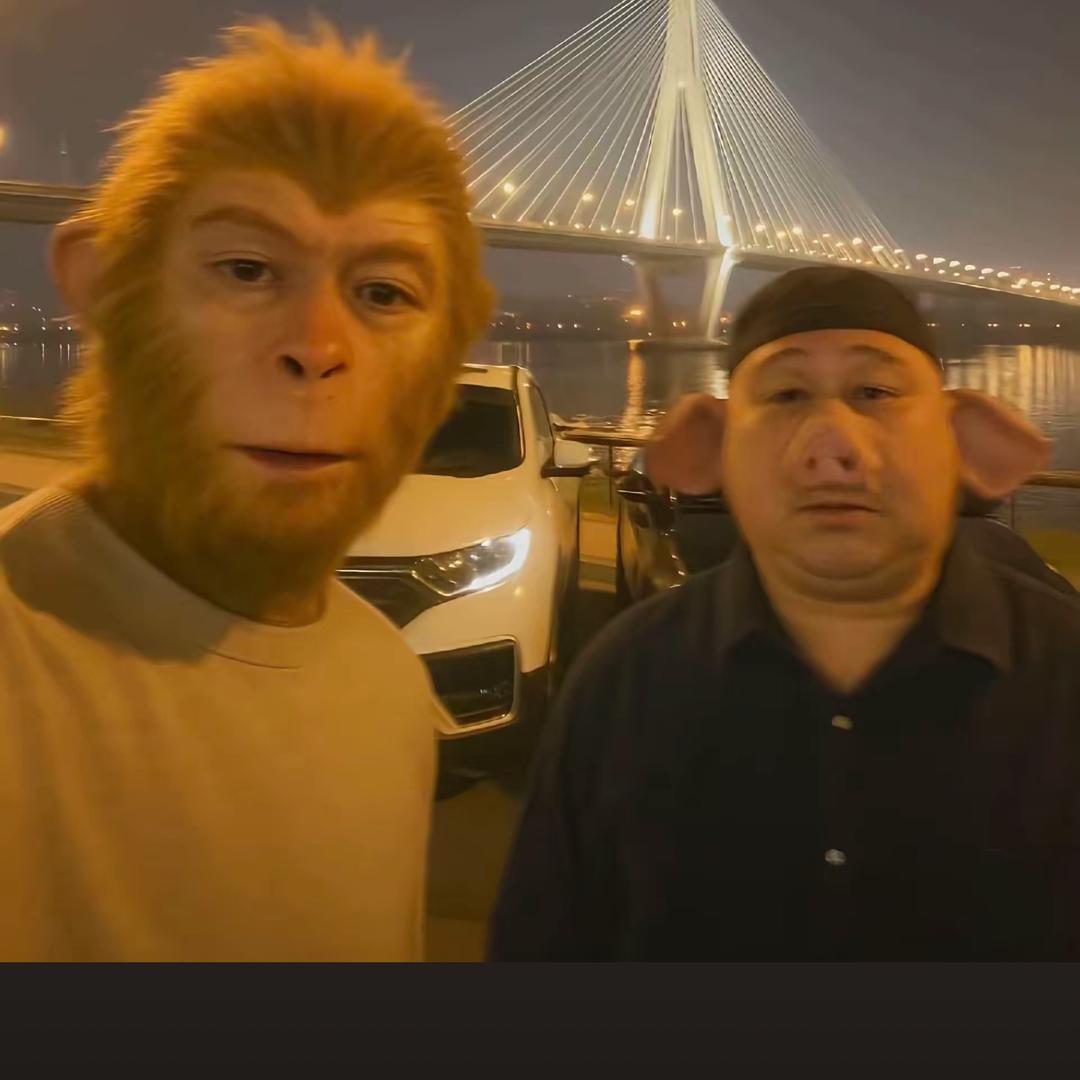 一只快乐的小白鸽