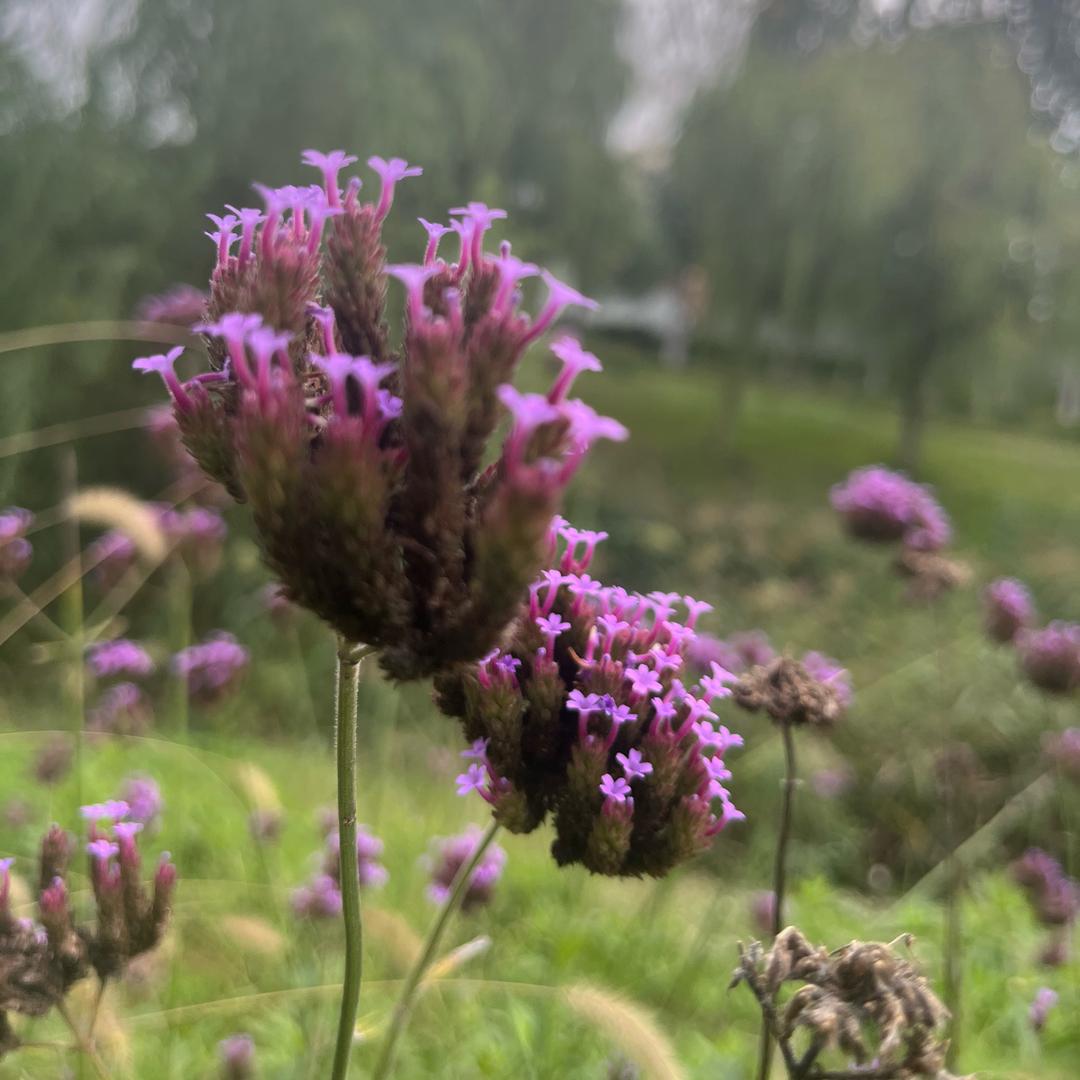 月亮上的苹果树