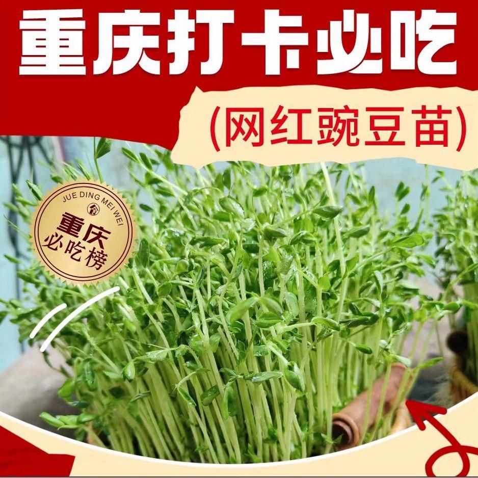 小兴豌豆苗（努力版）