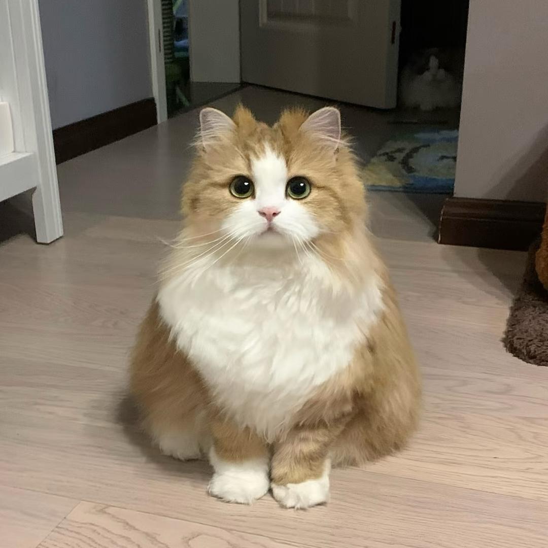 吃兔兔（学舞中）