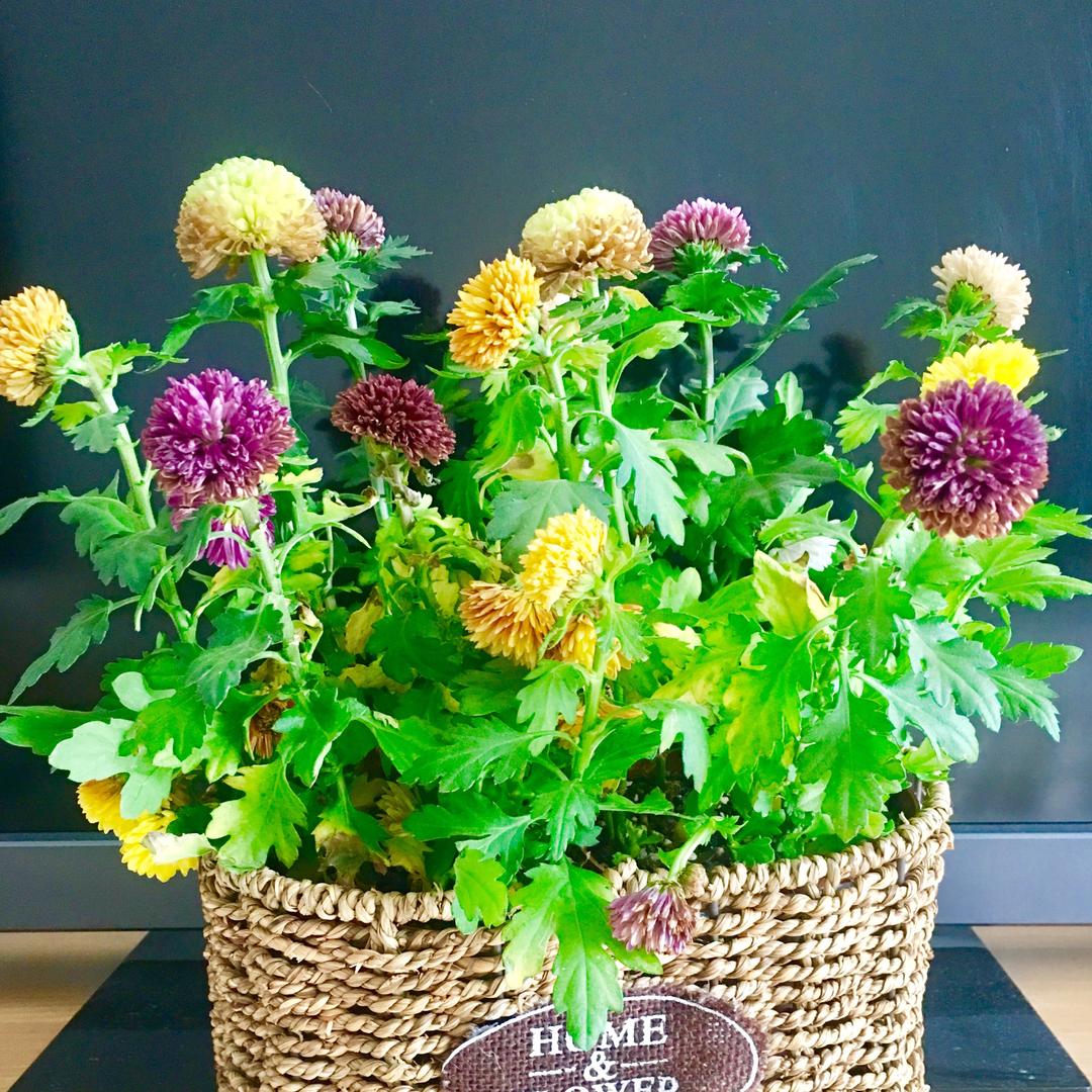 木林观光(jiabs~j)