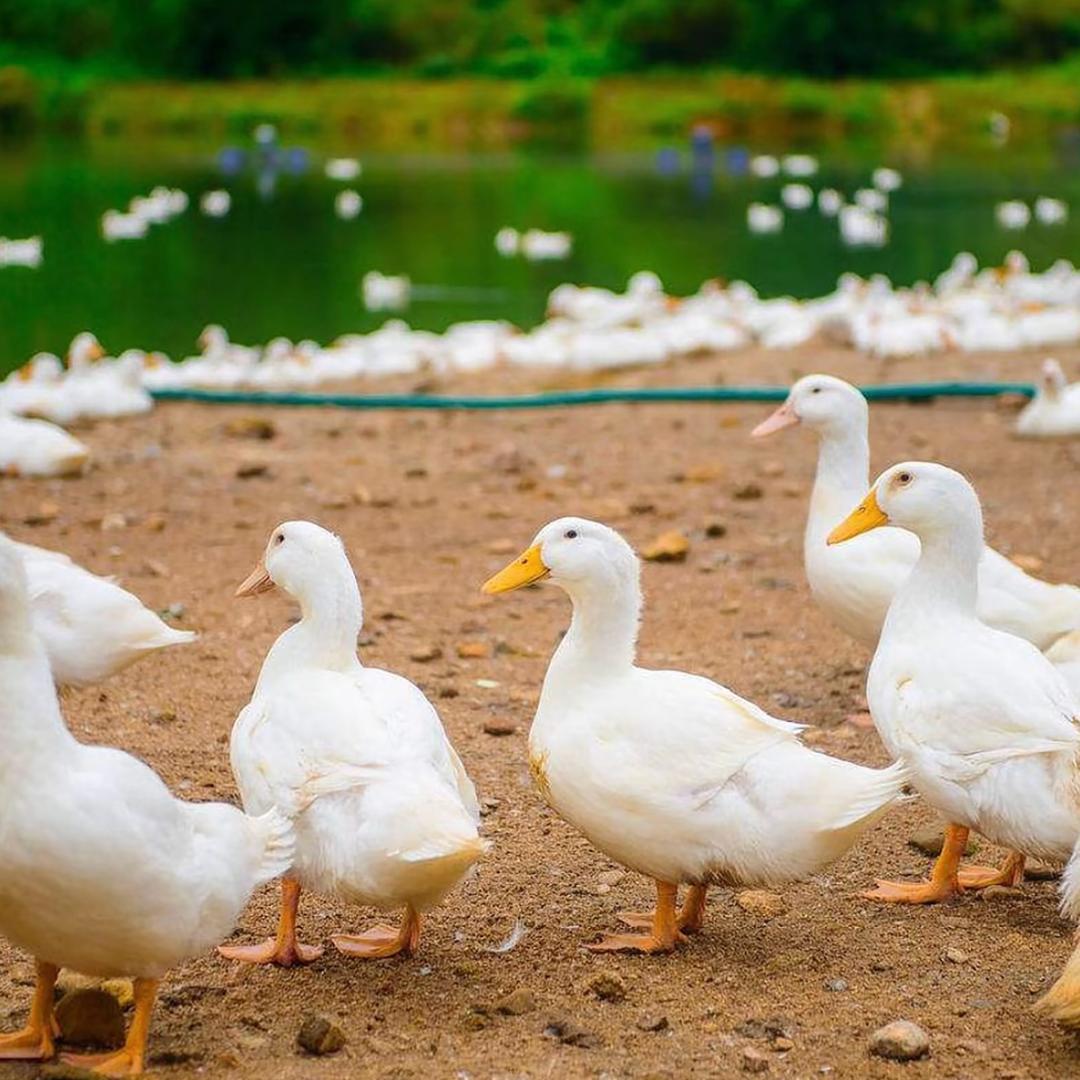 砀山陈建桥农场农产品精选