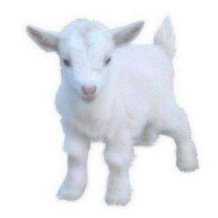 gabri