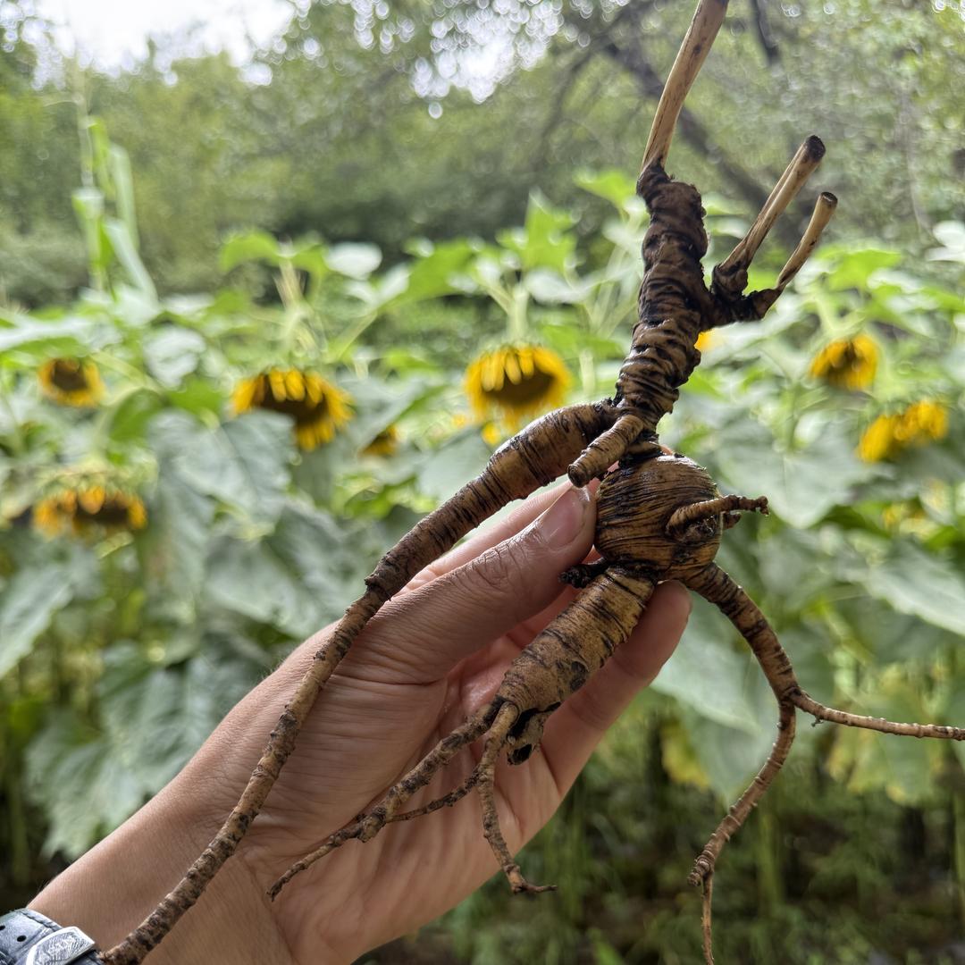 珍参堂农产品店
