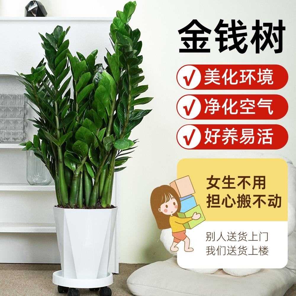 繁花似锦开