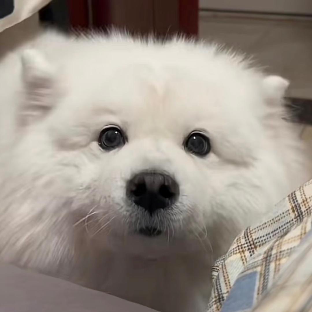 色彩的黑