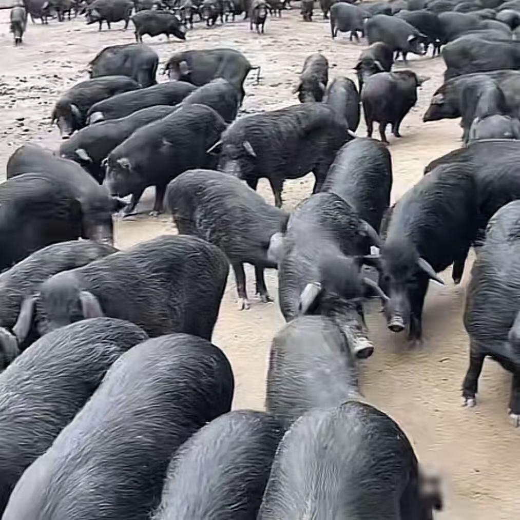 山猪藏香猪蕨麻猪肉龙壹生鲜店