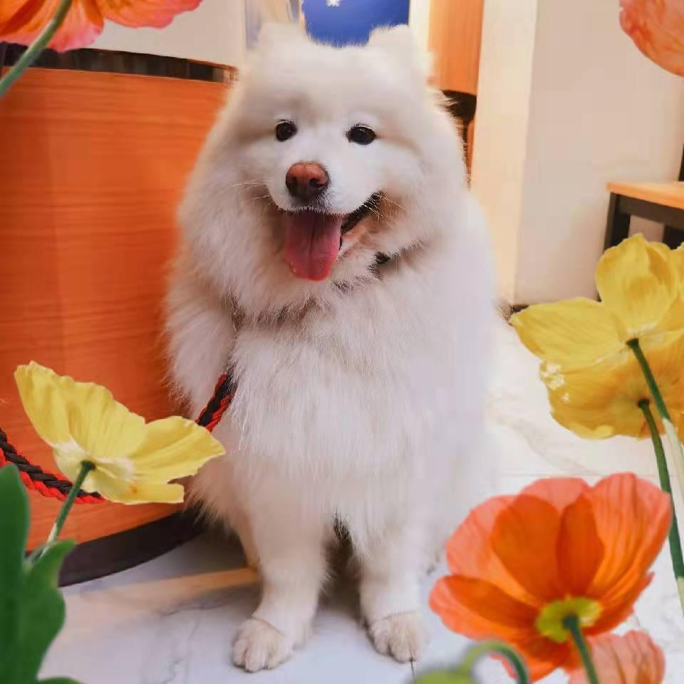 玛奇朵和卡布奇诺