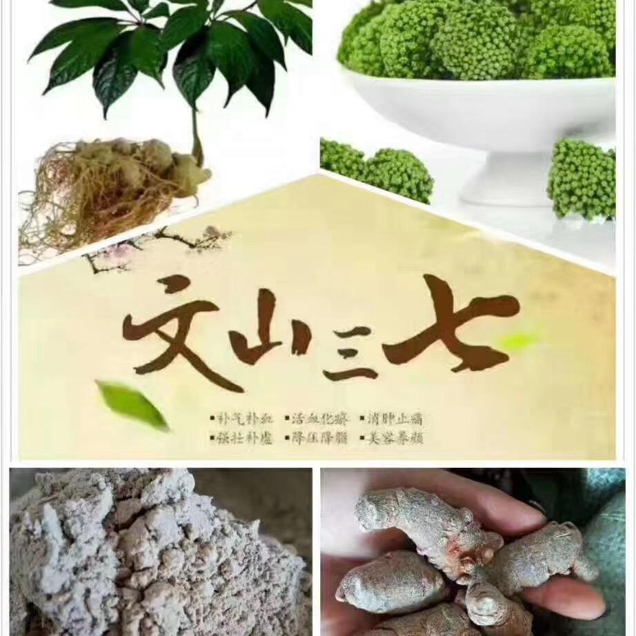 胡彪🐇文山三七🫧生姜🫚