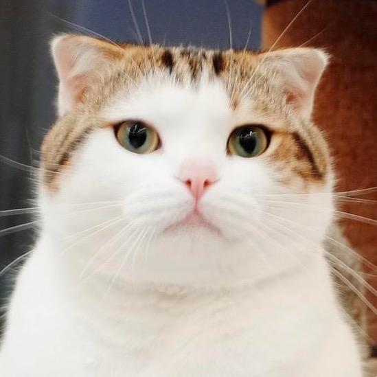 赵姐姐有好多猫
