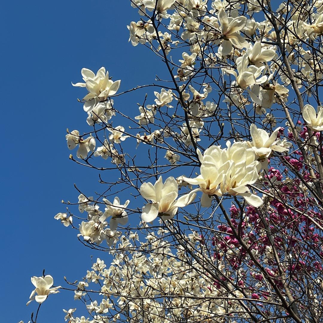 花开人间