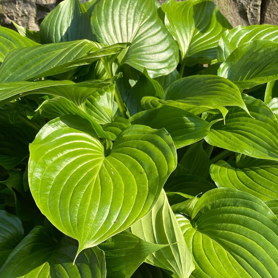 🌹春暖花开🌸