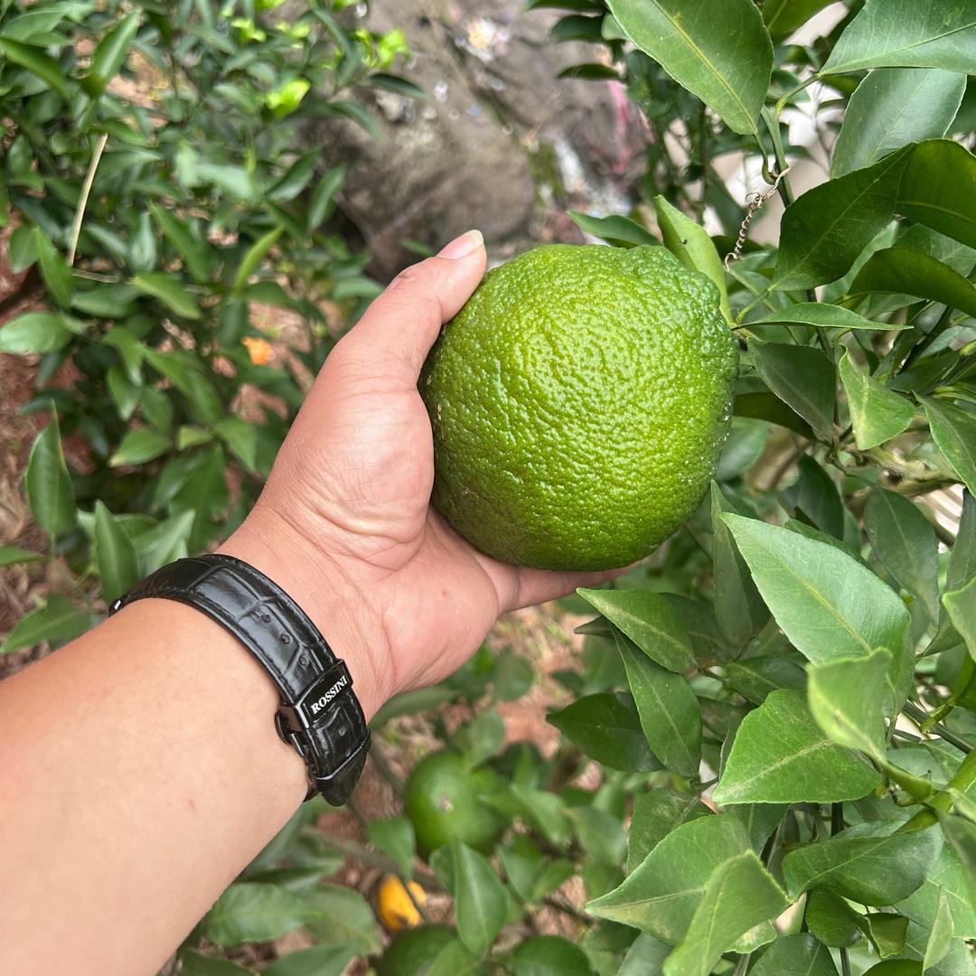 新都石板滩九号店