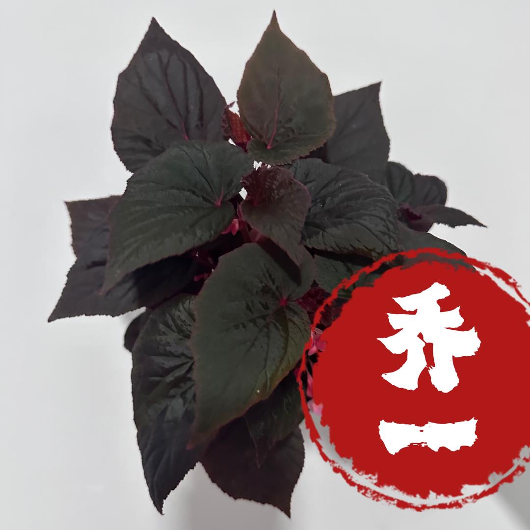 乔一花园